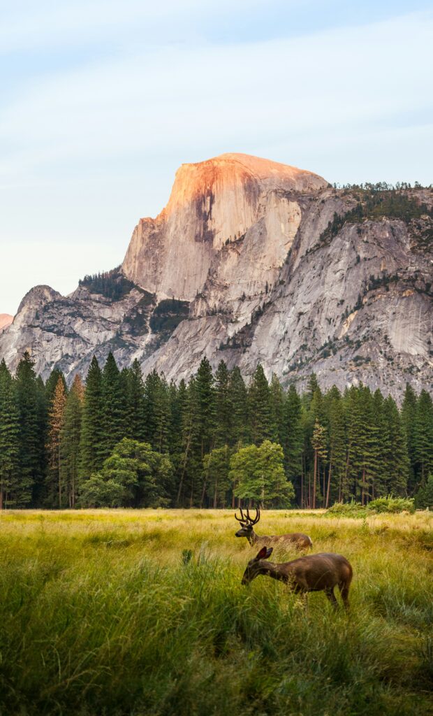 Exploring the Benefits of Forest Bathing: Nature for Wellness